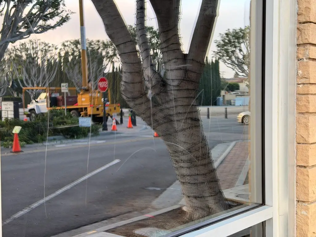 IMG_0387